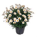 Bild von Argyranthemum 19cm Struik Wit